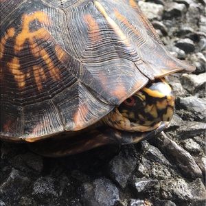 Meet your Posher, Merissa